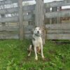 18 month female heading/huntaway cross