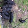 Huntaway Pups