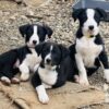 Heading pups