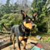 11 month kelpie blue collar