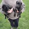 Huntaway puppies