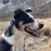 6yr old heading dog
