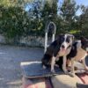 Heading dog