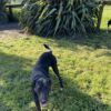 Heading dog