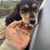 Huntaway pups