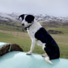 Heading dog