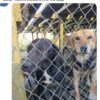 Dogs found
